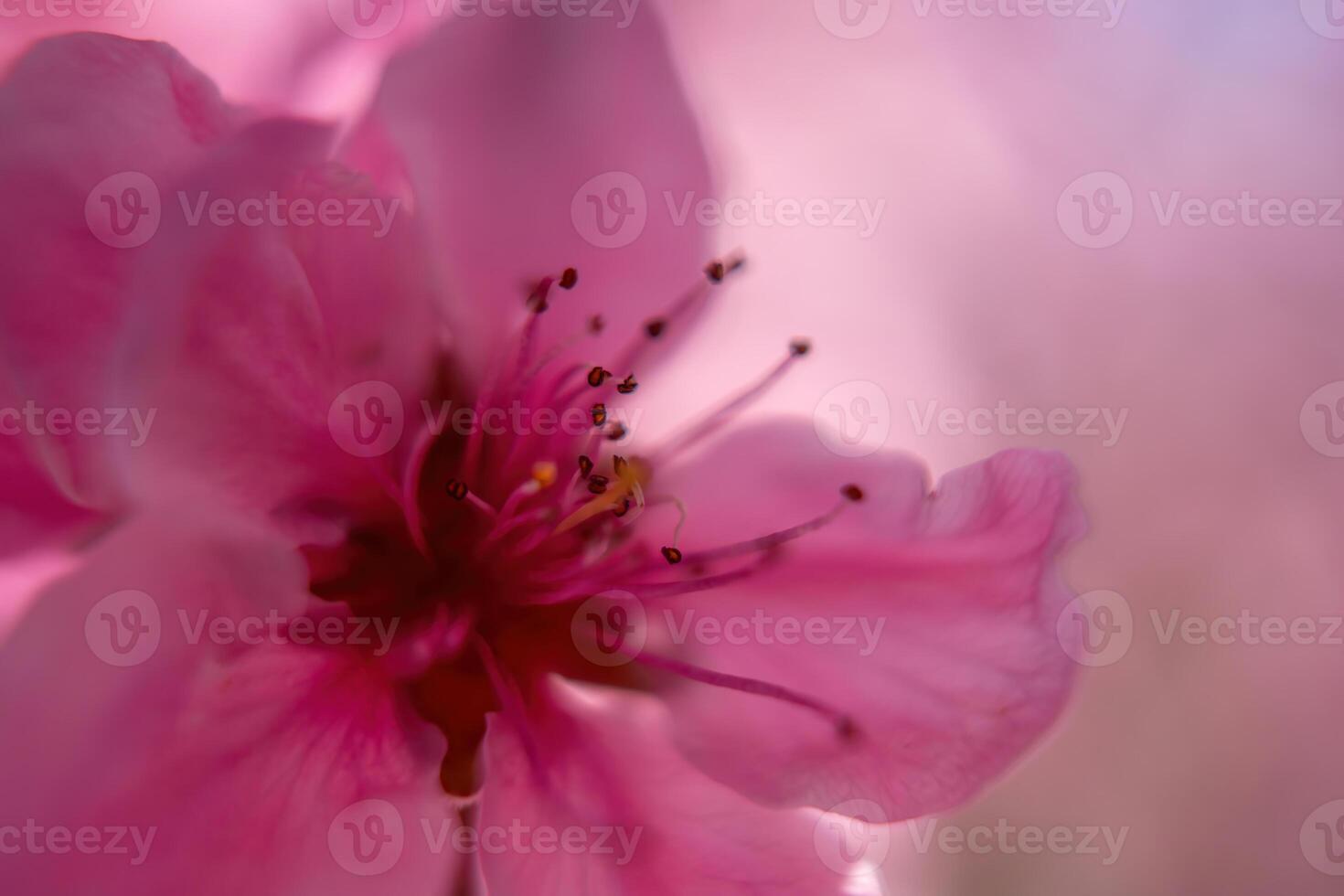 close up of a pink peach flower with a red center. The flower is in full bloom and has a delicate, almost ethereal appearance. photo