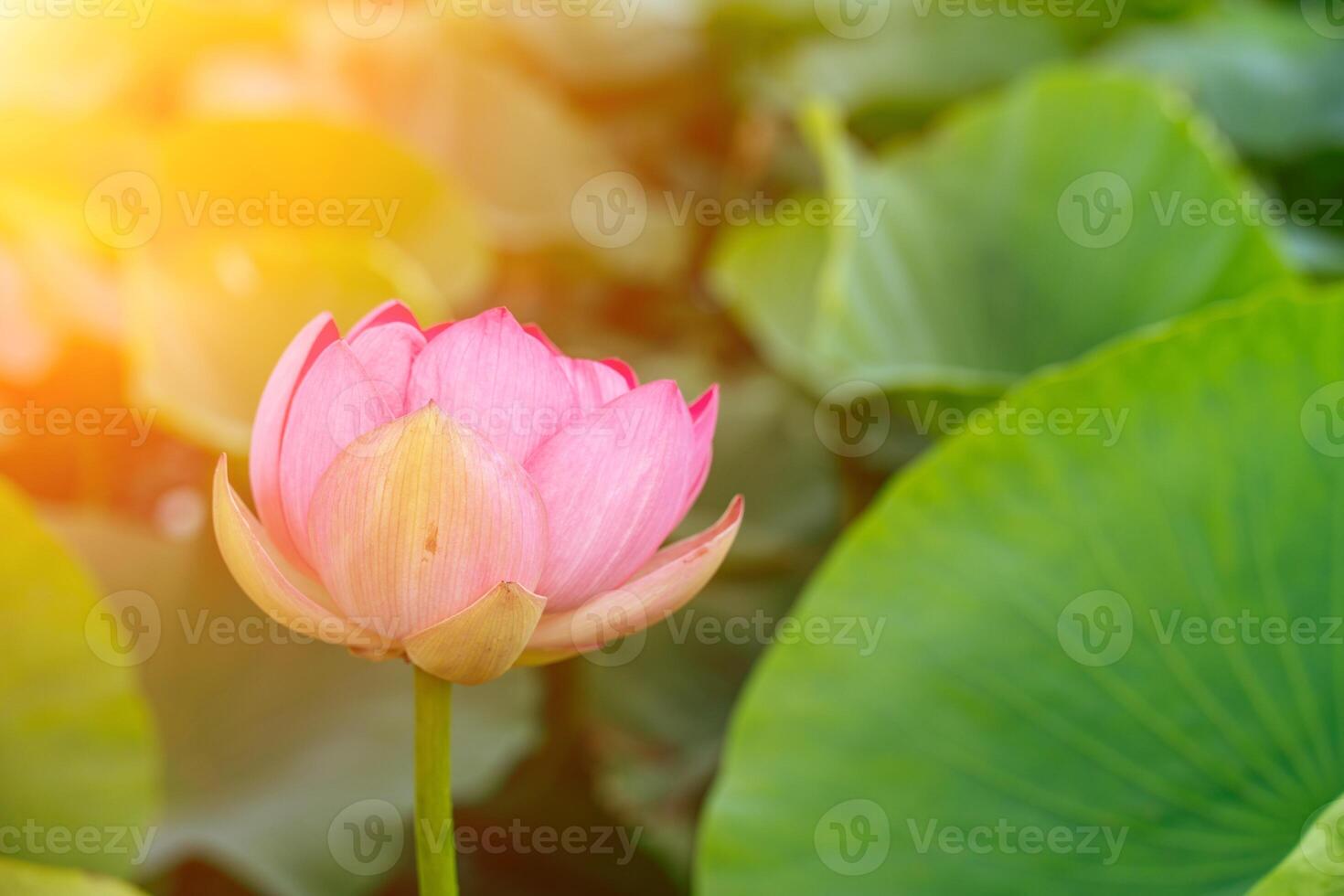 A pink lotus flower sways in the wind. Against the background of their green leaves. Lotus field on the lake in natural environment. photo