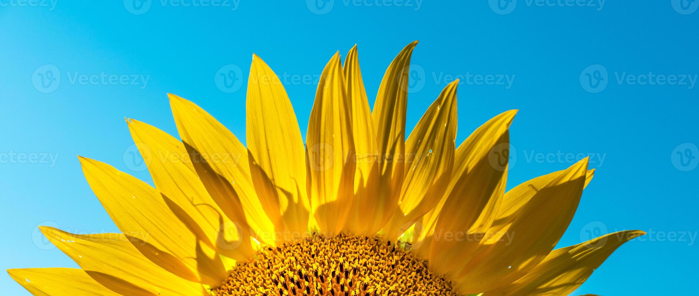 Half of a sunflower flower against a blue sky. The sun shines through the yellow petals. Agricultural cultivation of sunflower for cooking oil. photo