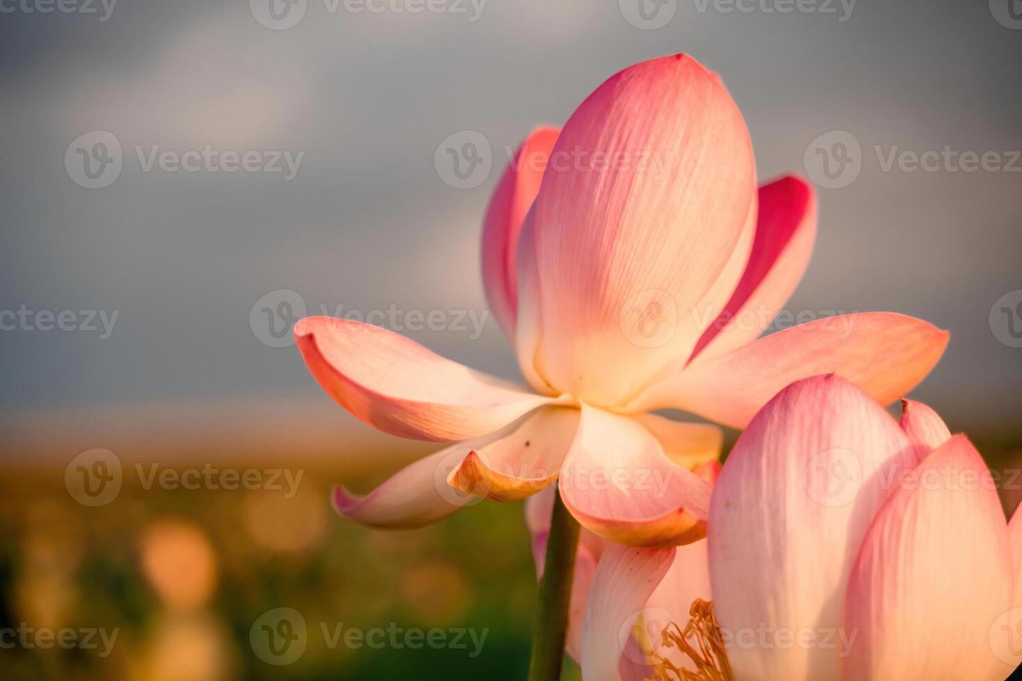 Sunrise in the field of lotuses, Pink lotus Nelumbo nucifera sways in the wind. Against the background of their green leaves. Lotus field on the lake in natural environment. photo
