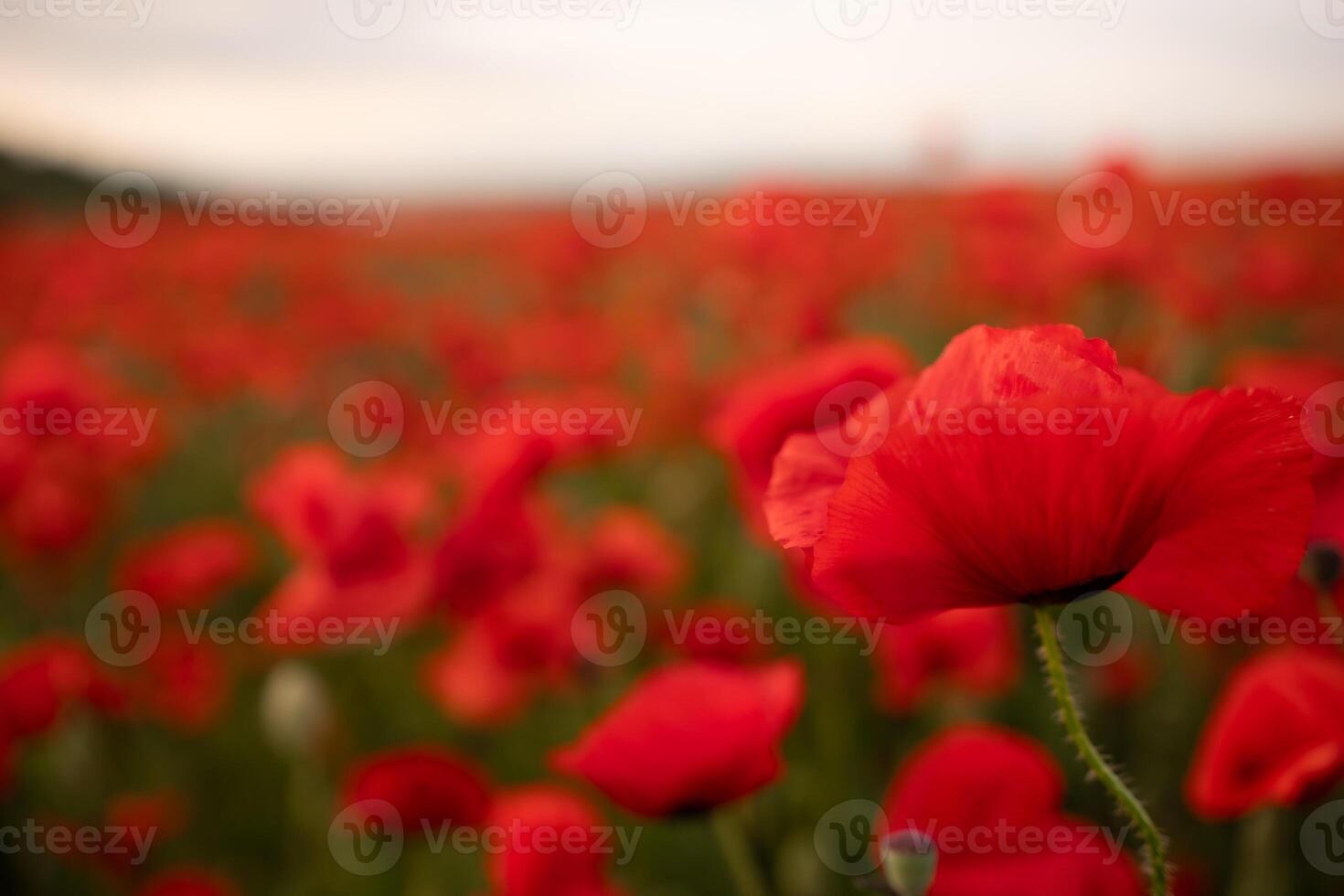 A field of red poppies with a single red flower in the foreground. photo