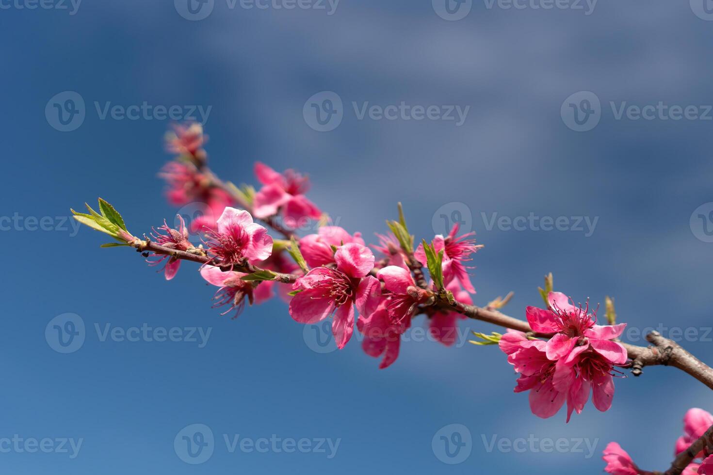 Pink flowers peach tree branch with a blue sky in the background. The flowers are in full bloom and the sky is clear and bright. photo