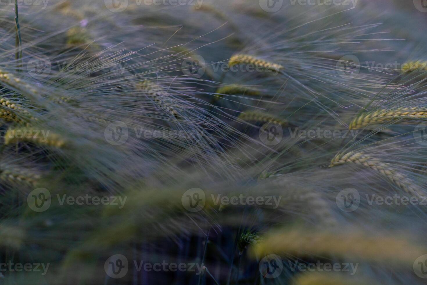 barley with spikes in field, back lit cereal crops plantation in sunset photo