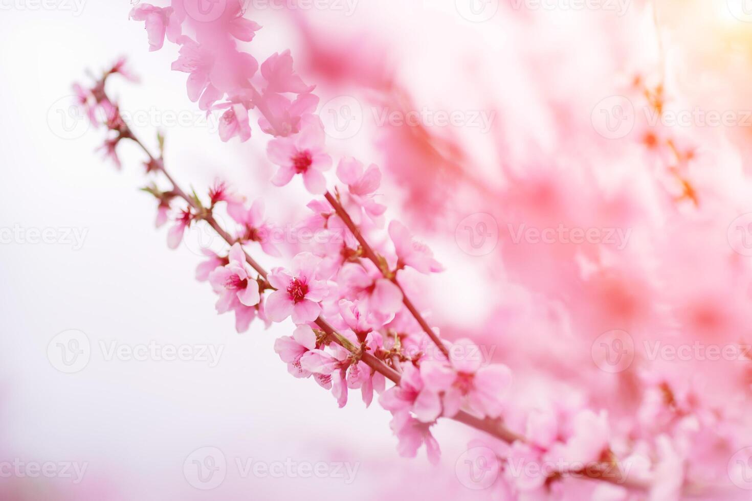 A peach blooms in the spring garden. Beautiful bright pale pink background. A flowering tree branch in selective focus. A dreamy romantic image of spring. Atmospheric natural background photo
