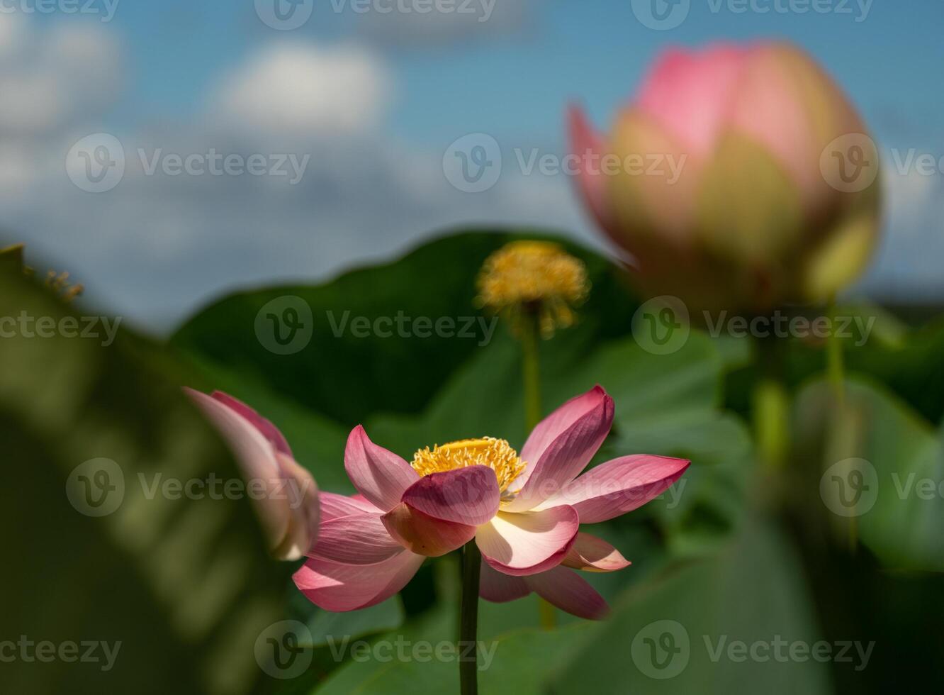 A pink lotus flower sways in the wind. Against the background of their green leaves. Lotus field on the lake in natural environment. photo