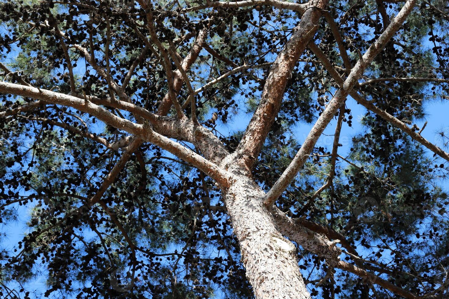Part of a tall tree trunk close up. photo