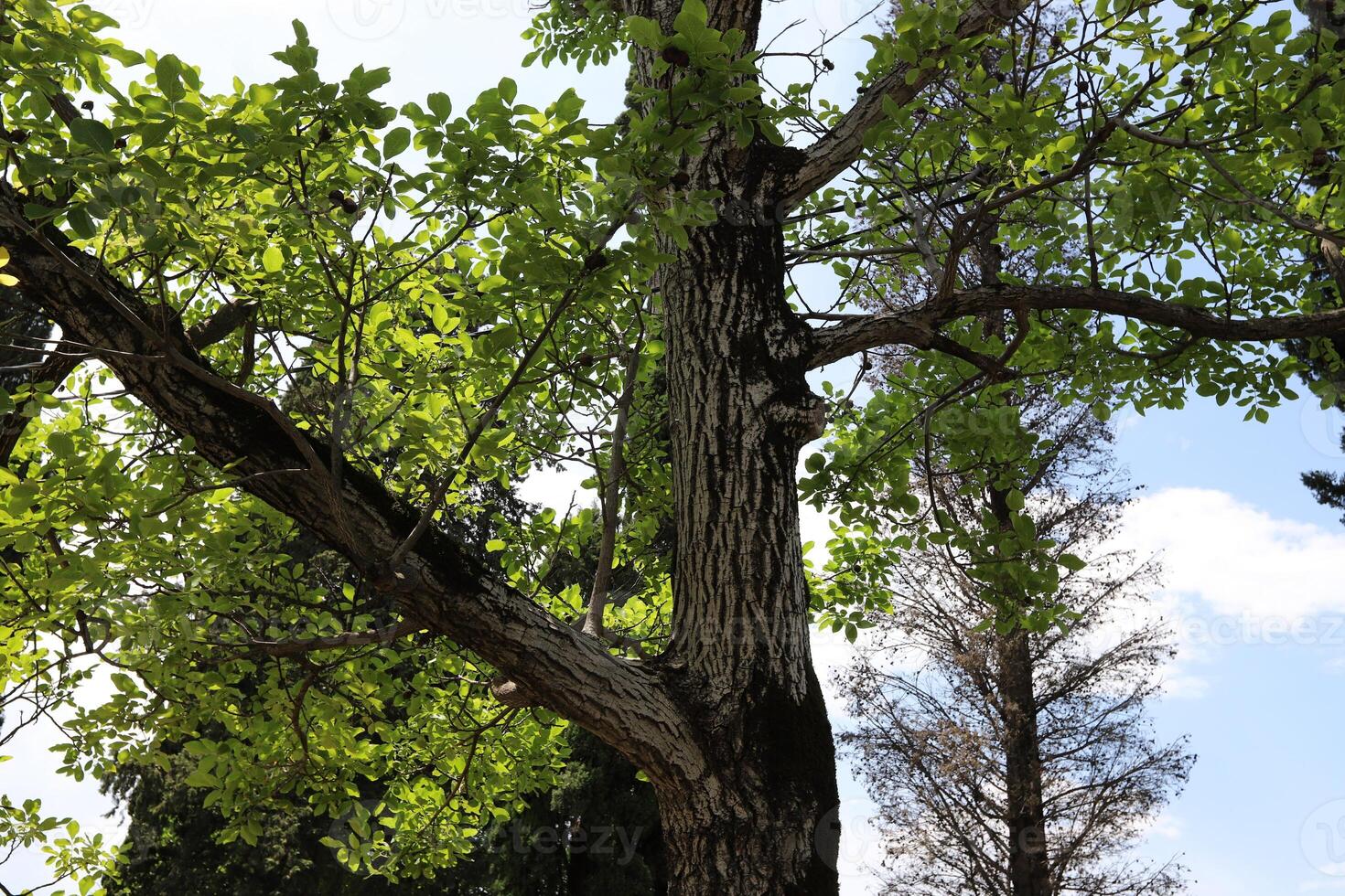 Part of a tall tree trunk close up. photo