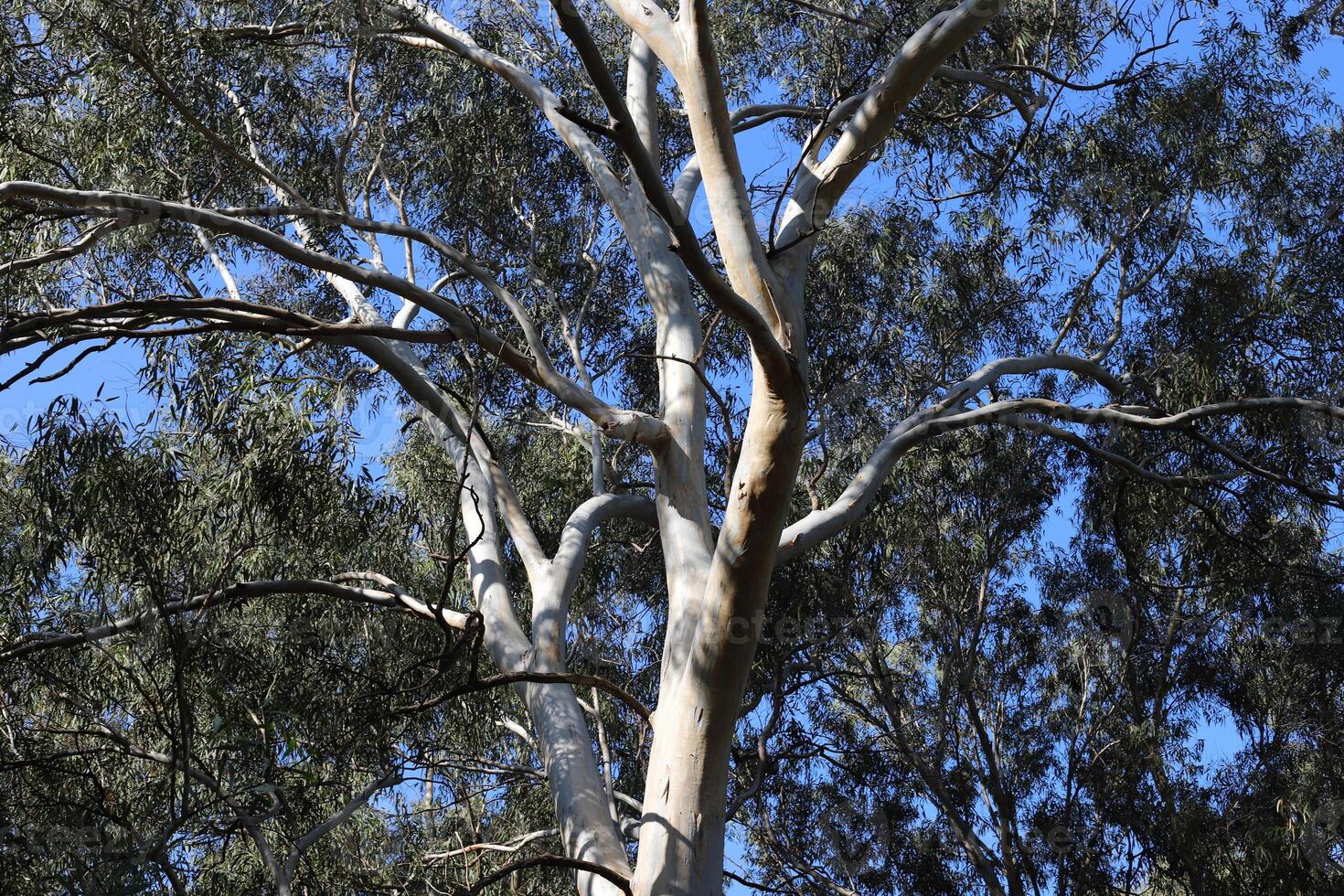 Part of a tall tree trunk close up. photo