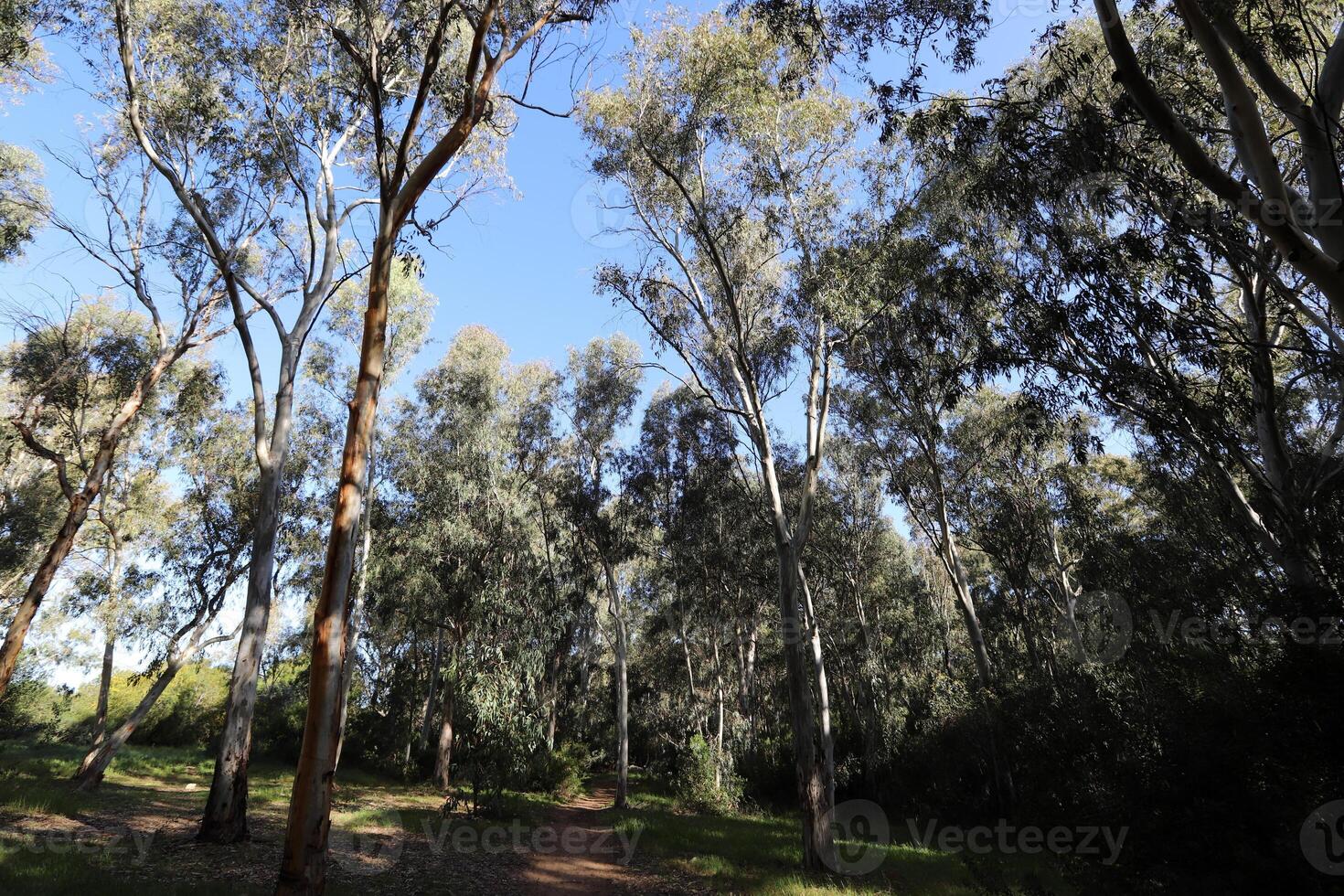 Dense eucalyptus forest in northern Israel. photo