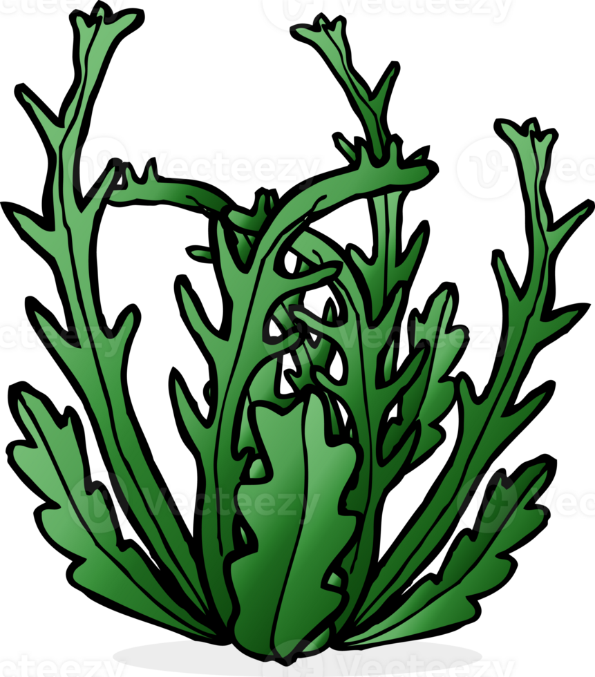 cartoon seaweed drawing png