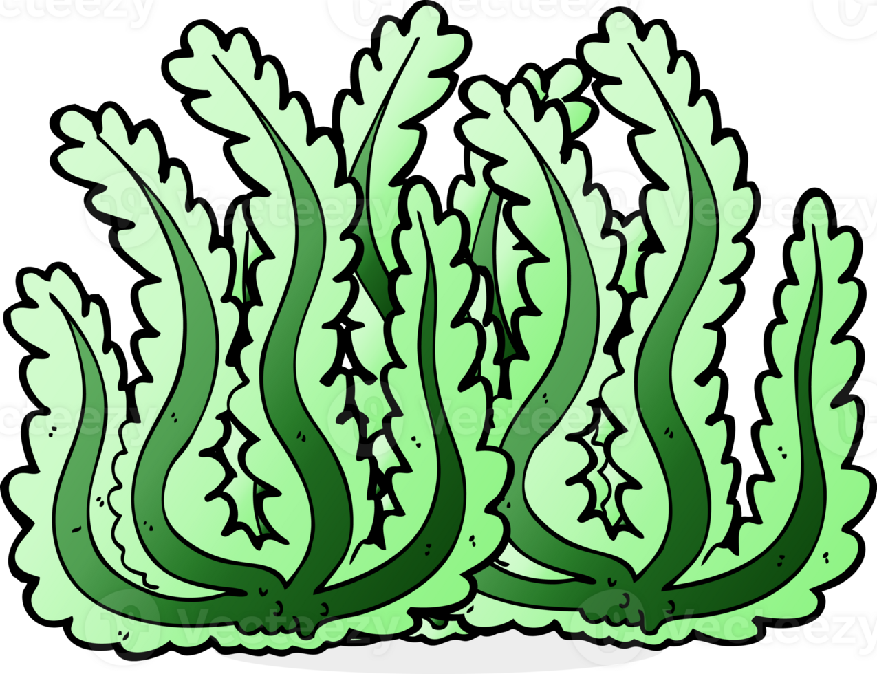 cartoon seaweed drawing png