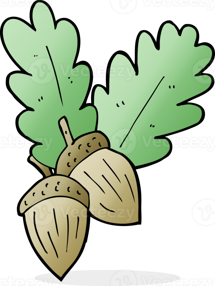 cartoon acorns drawing png