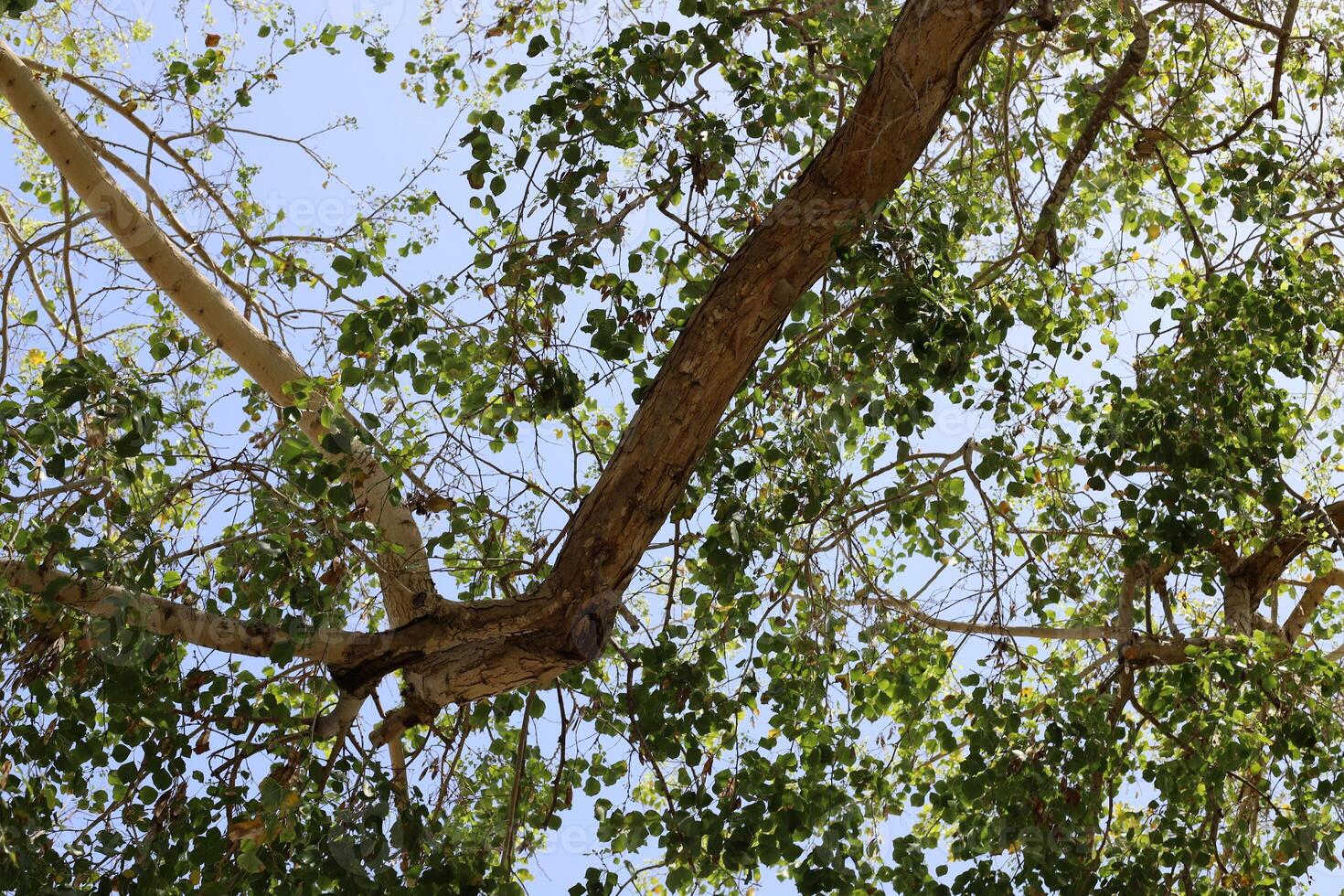 Part of a tall tree trunk close up. photo