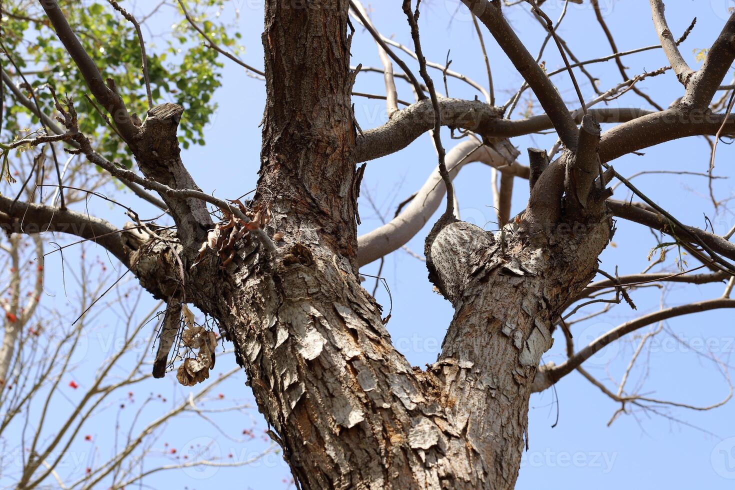 Part of a tall tree trunk close up. photo