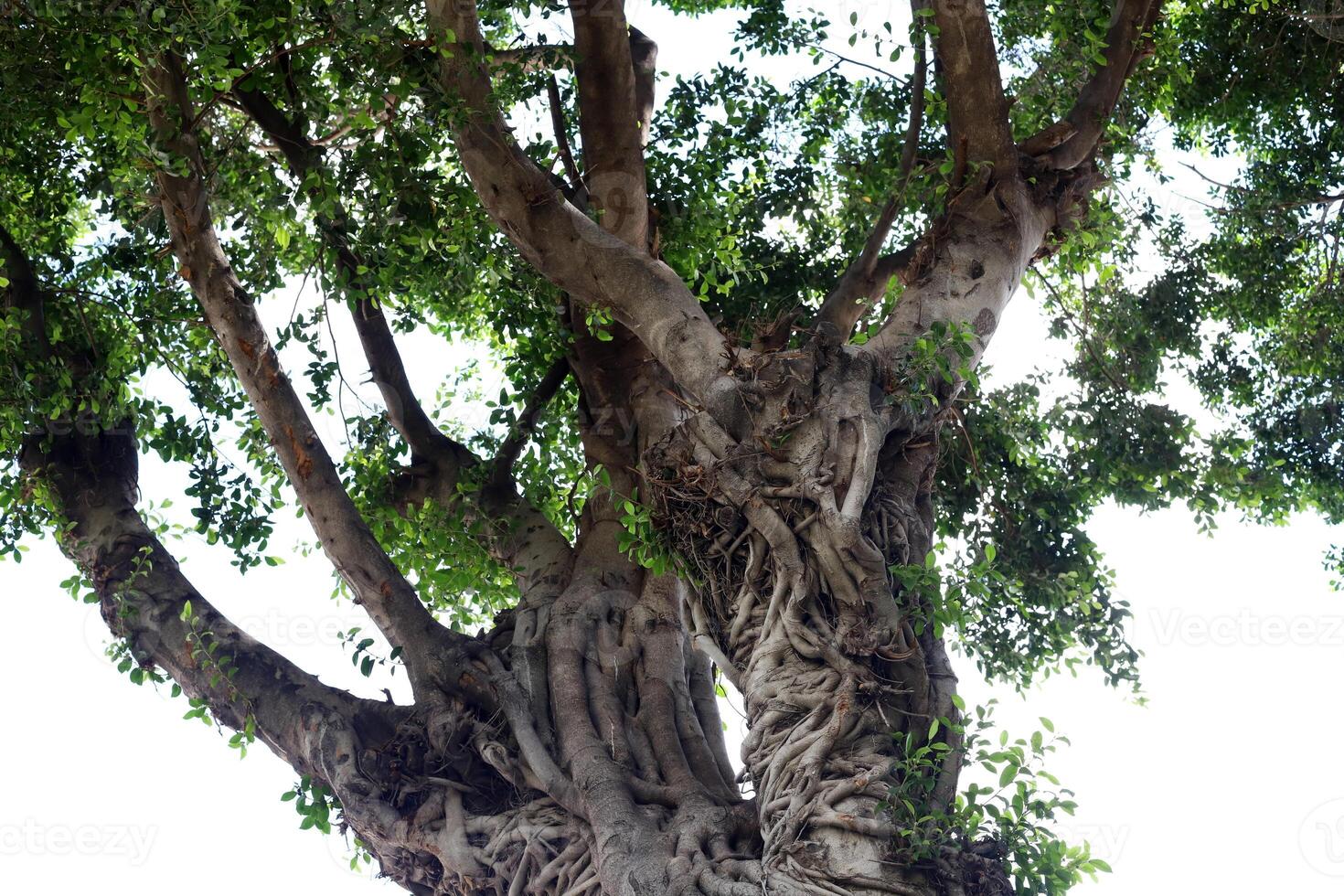Part of a tall tree trunk close up. photo