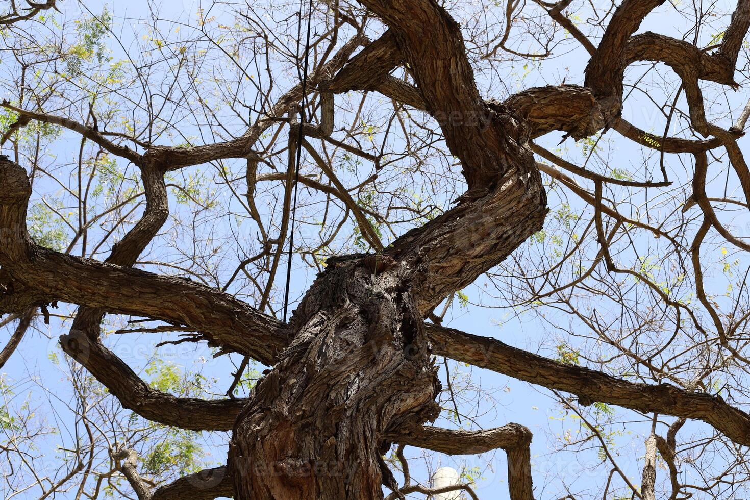 Part of a tall tree trunk close up. photo