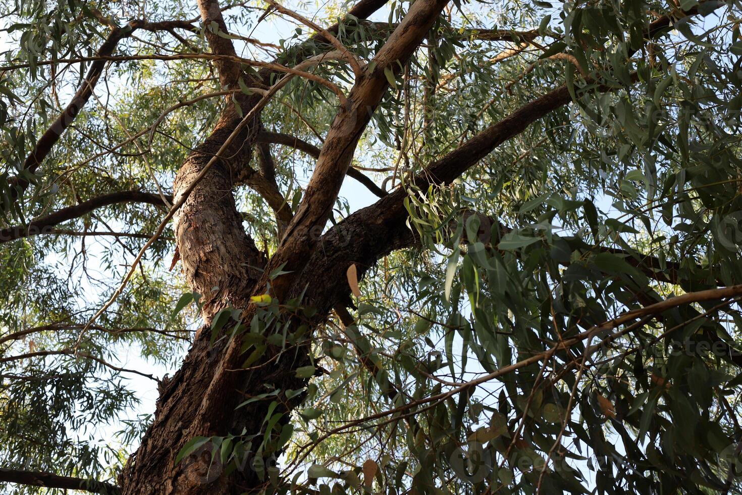 Part of a tall tree trunk close up. photo
