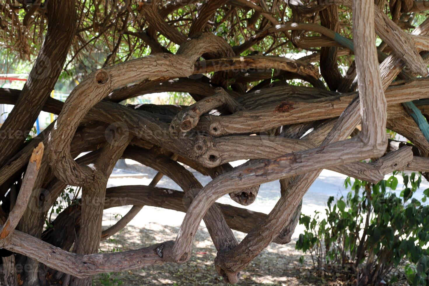 Part of a tall tree trunk close up. photo