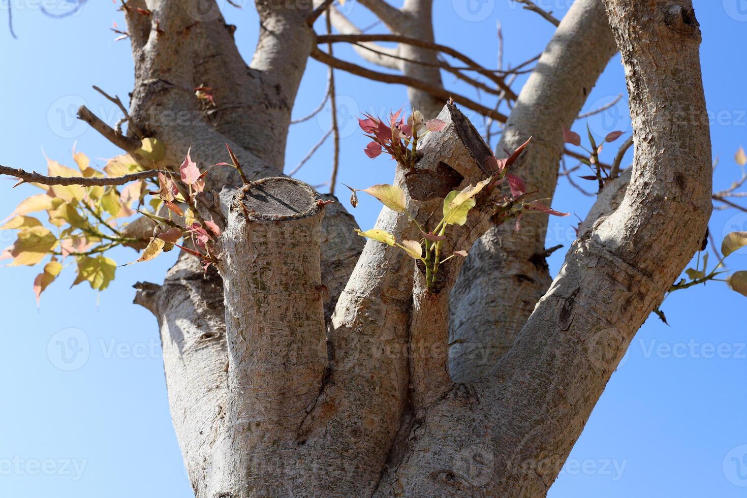 Part of a tall tree trunk close up. photo