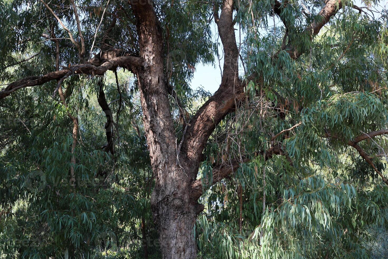 Part of a tall tree trunk close up. photo