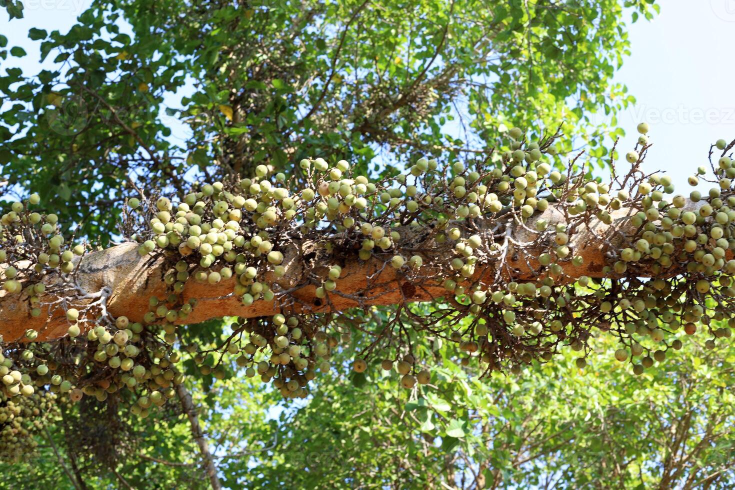 Part of a tall tree trunk close up. photo