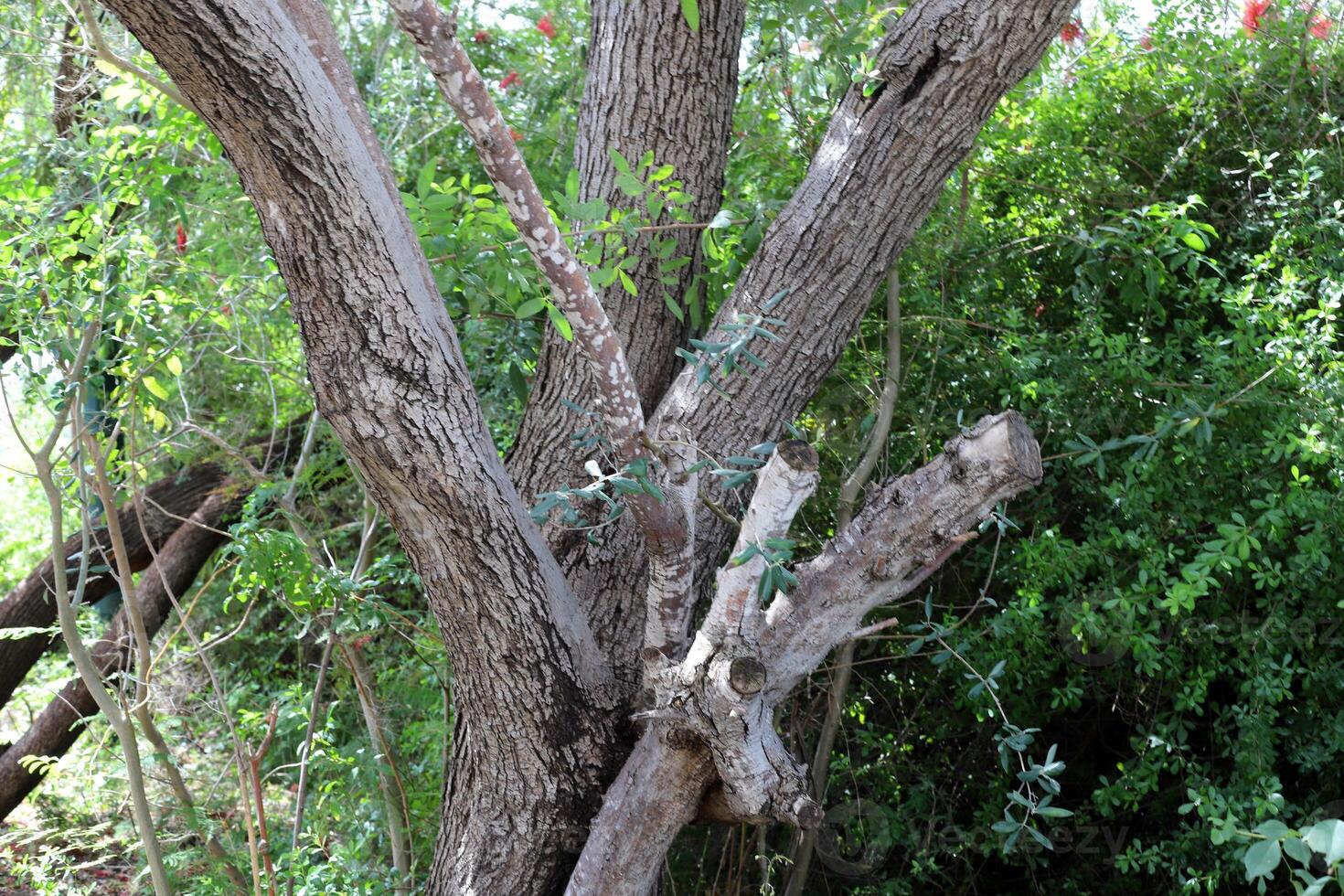 Part of a tall tree trunk close up. photo