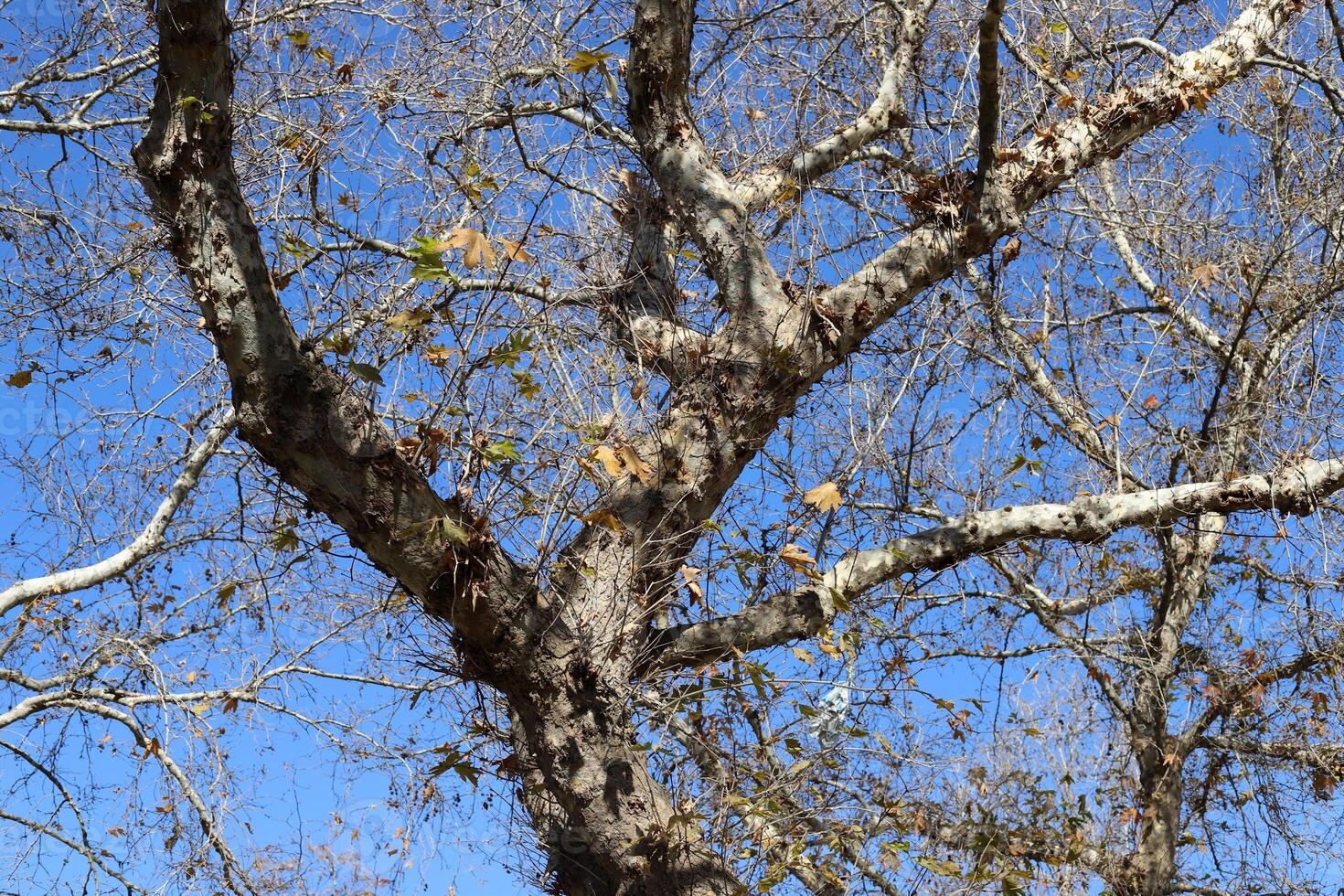 Part of a tall tree trunk close up. photo