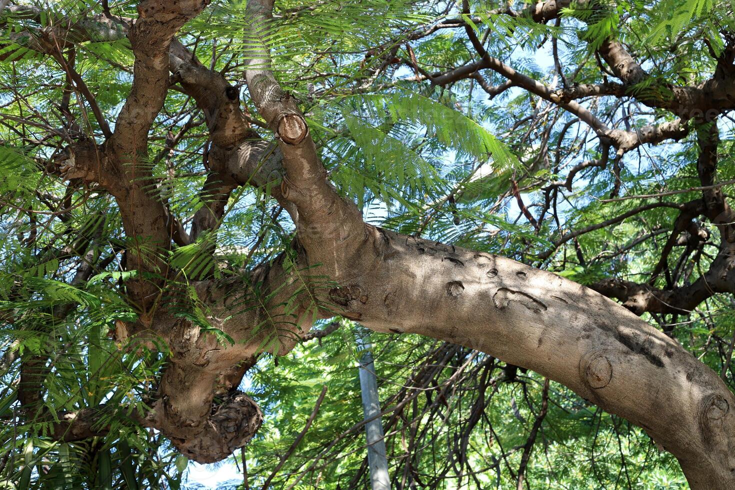 Part of a tall tree trunk close up. photo