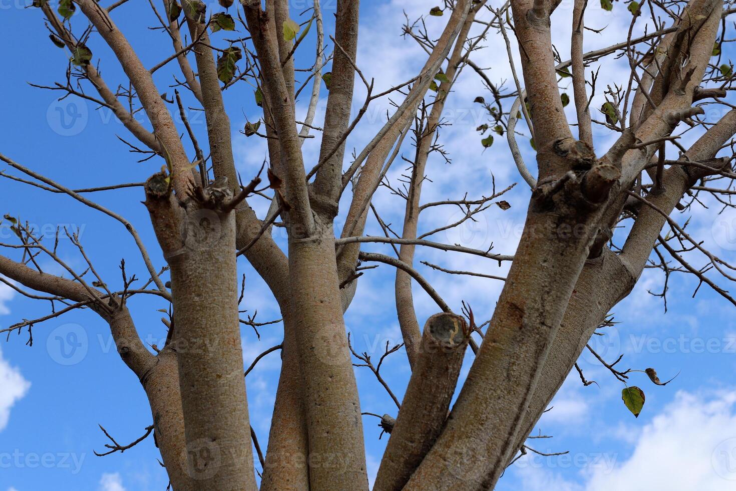 Part of a tall tree trunk close up. photo