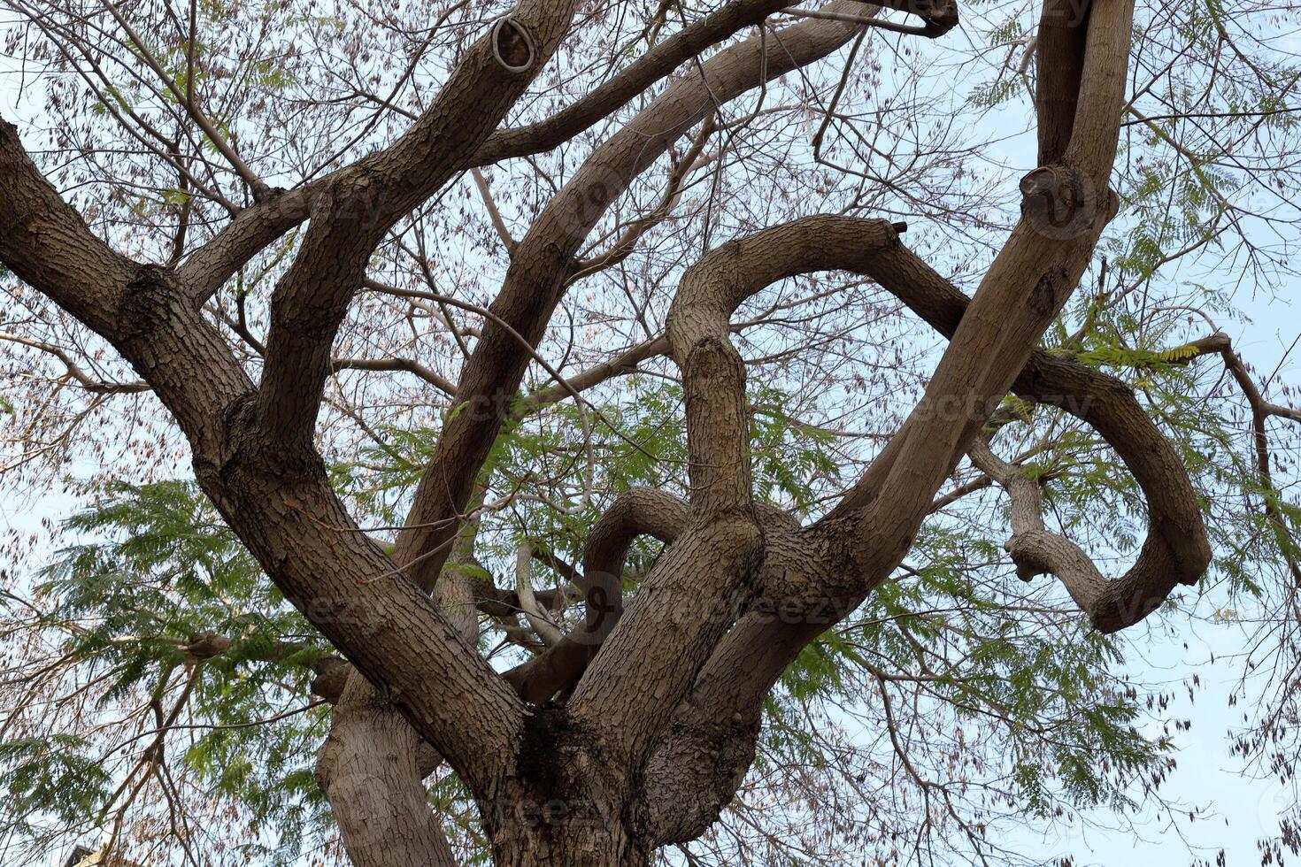 Part of a tall tree trunk close up. photo