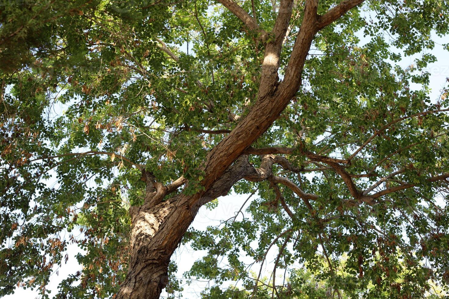 Part of a tall tree trunk close up. photo