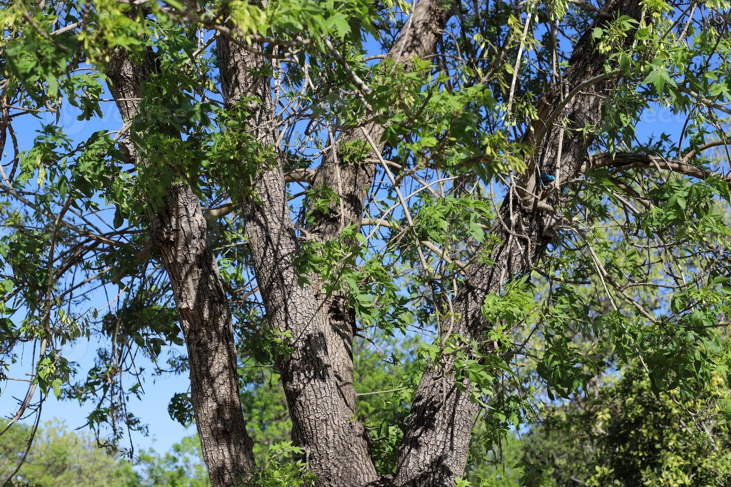 Part of a tall tree trunk close up. photo