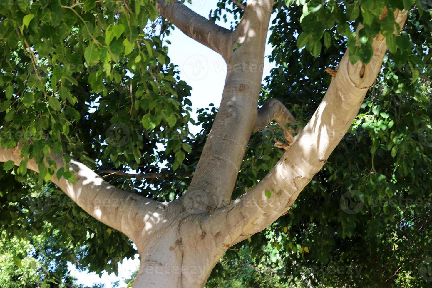Part of a tall tree trunk close up. photo