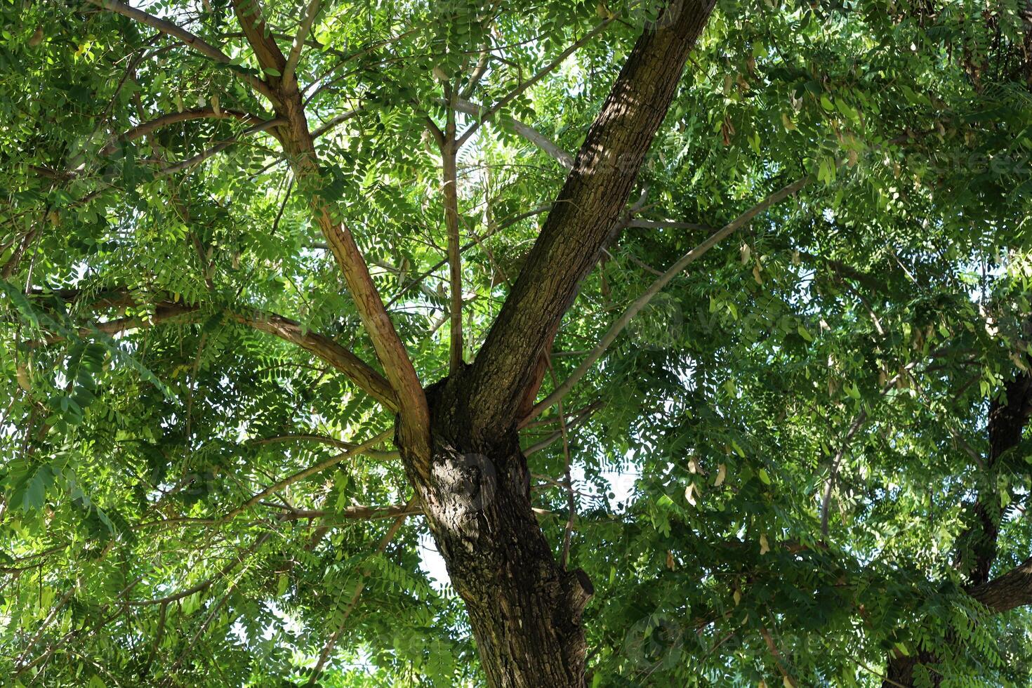 Part of a tall tree trunk close up. photo