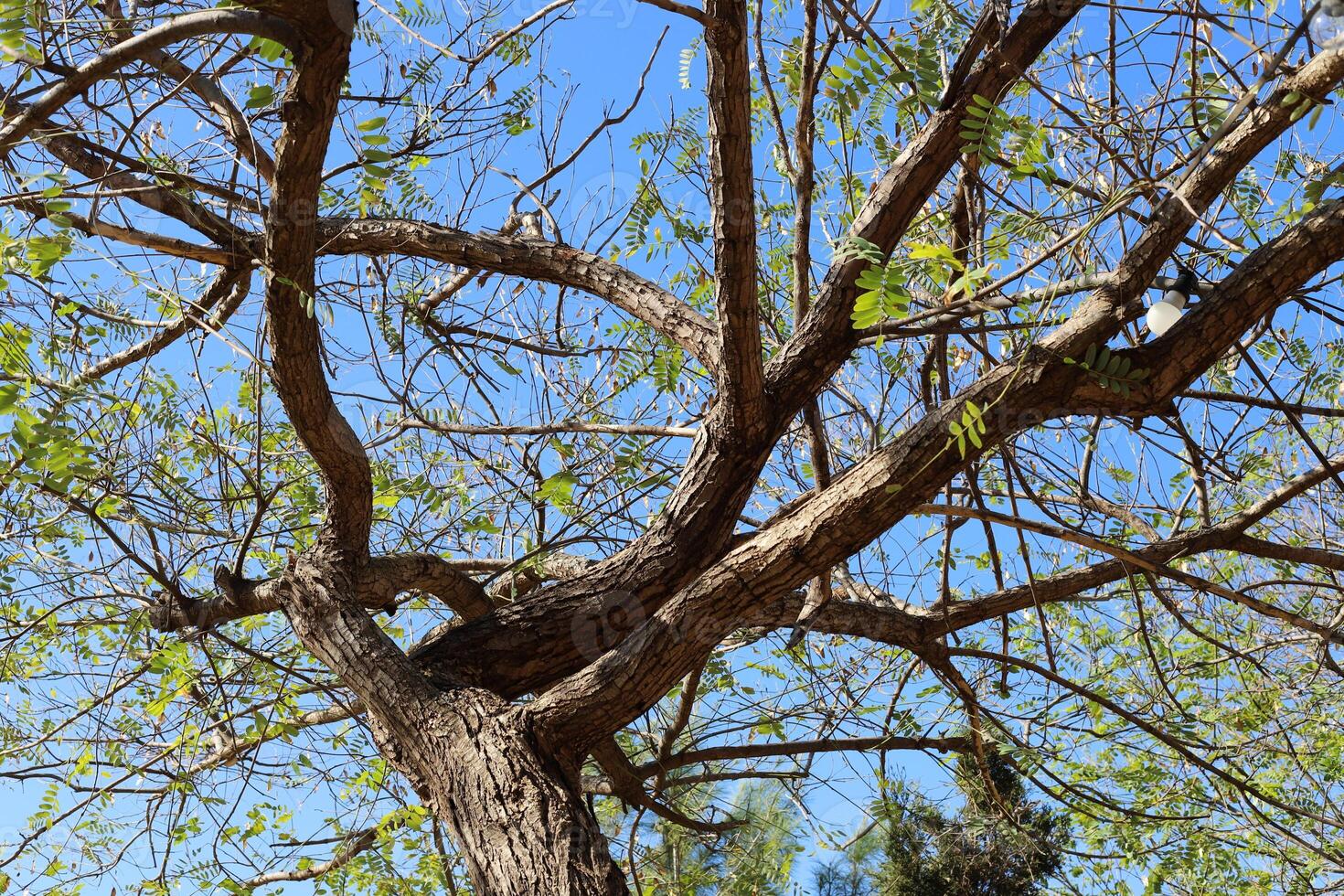 Part of a tall tree trunk close up. photo