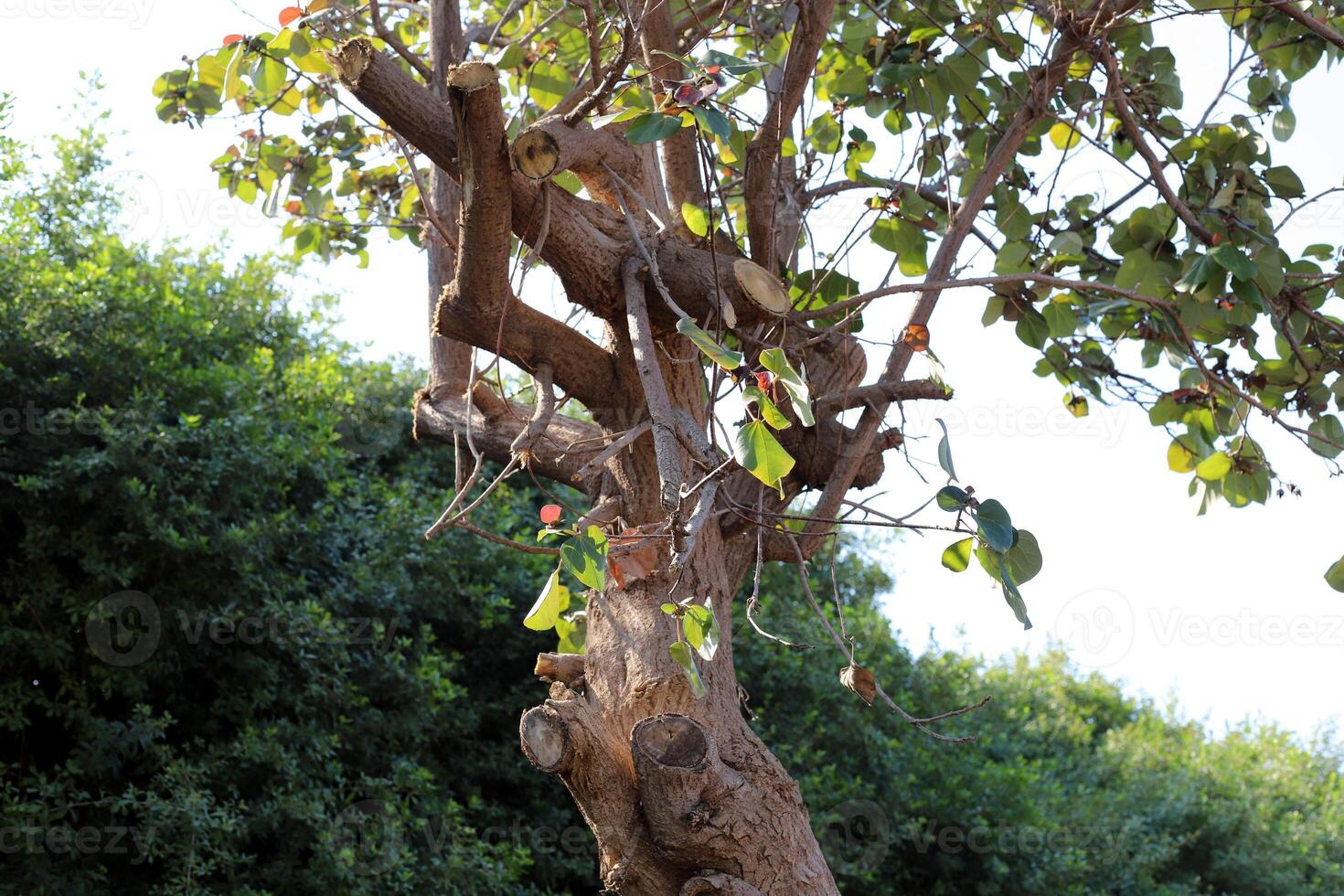 Part of a tall tree trunk close up. photo