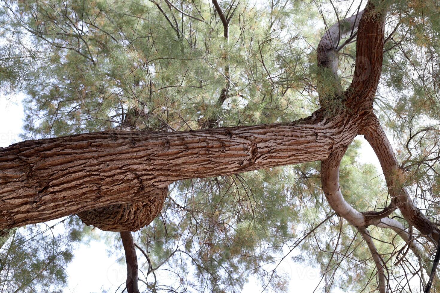 Part of a tall tree trunk close up. photo