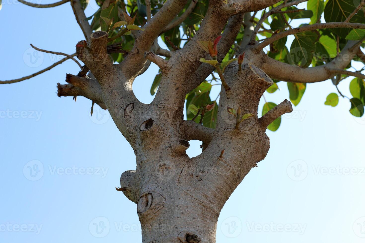 Part of a tall tree trunk close up. photo