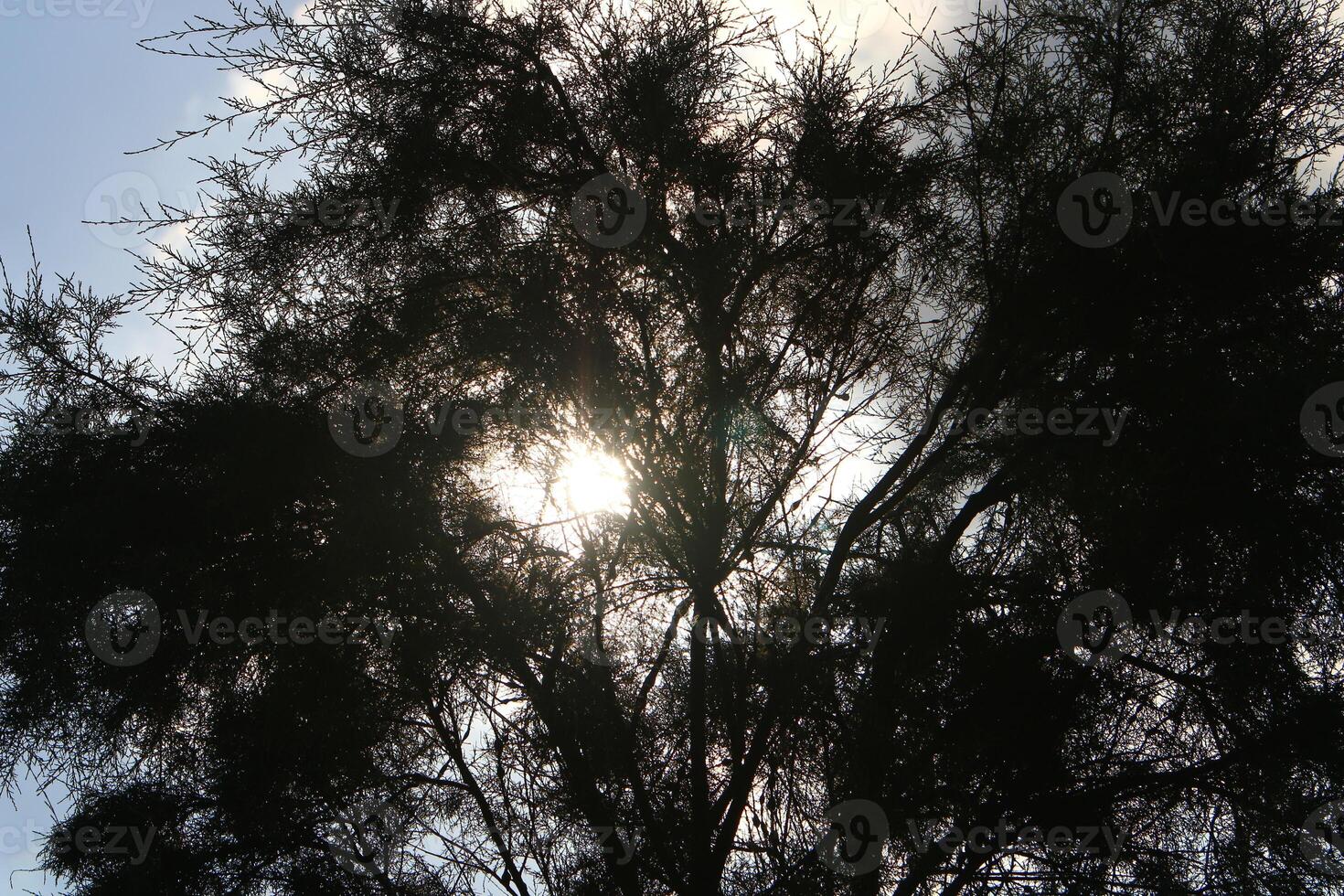The sun's ray breaks through the branches and leaves of a tall tree. photo