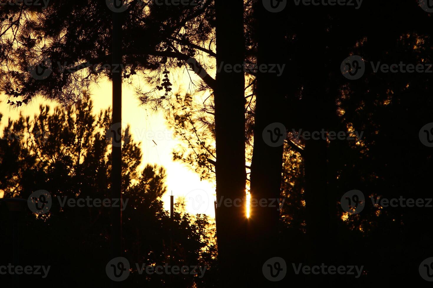 The sun's ray breaks through the branches and leaves of a tall tree. photo