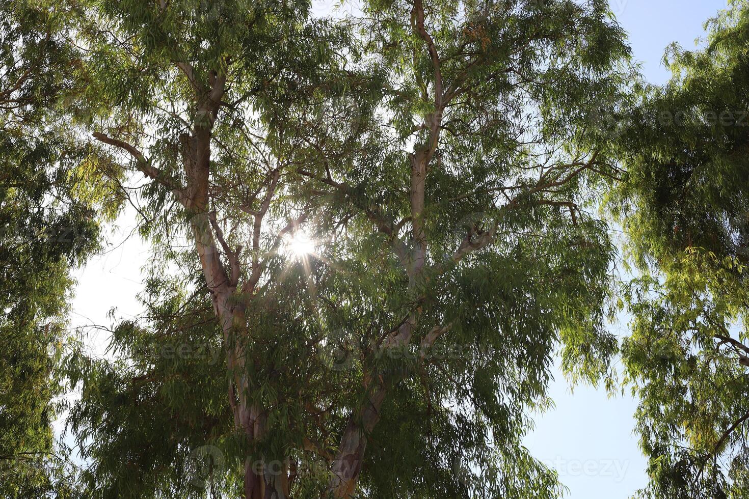 The sun's ray breaks through the branches and leaves of a tall tree. photo