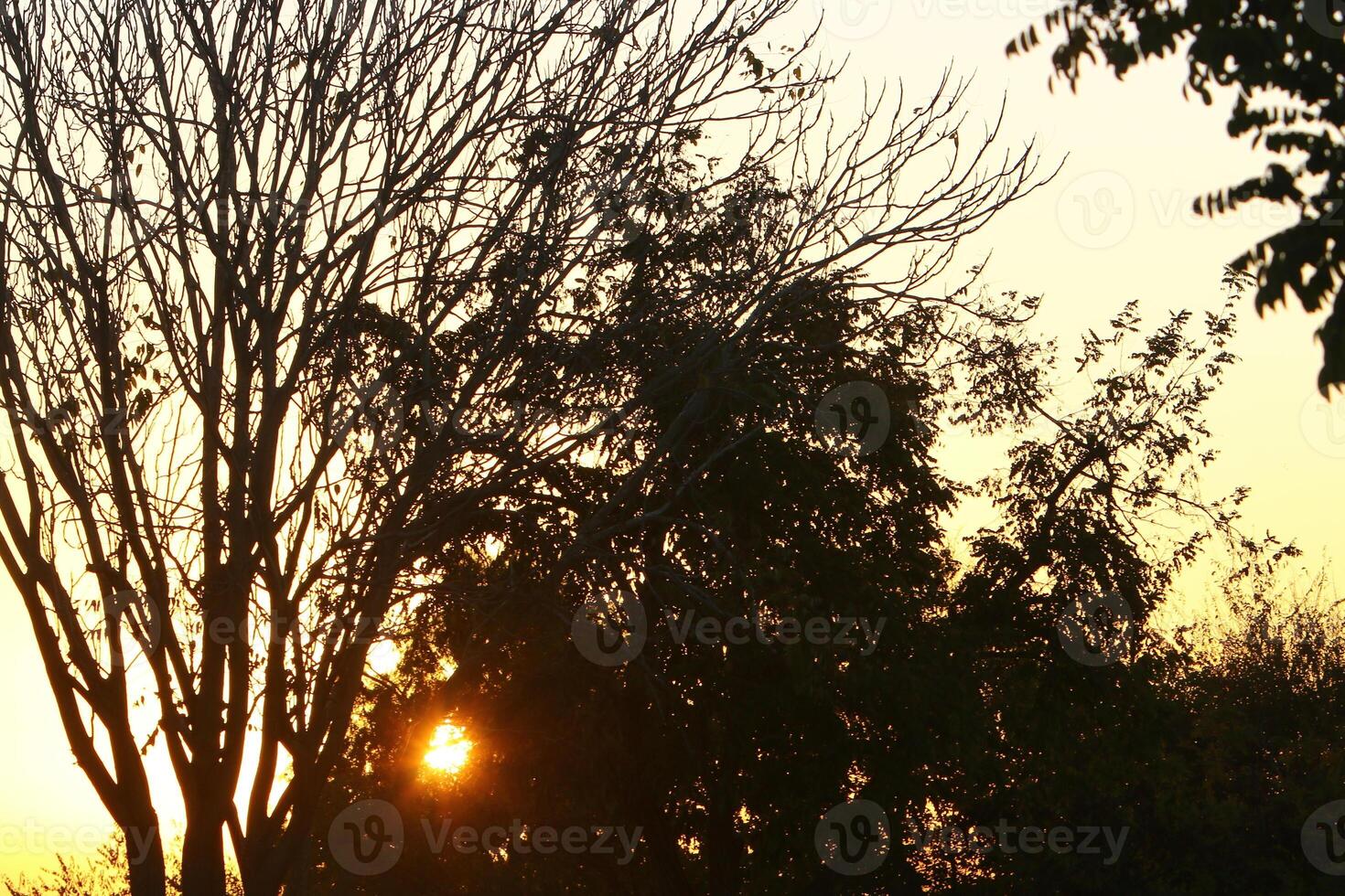 The sun's ray breaks through the branches and leaves of a tall tree. photo