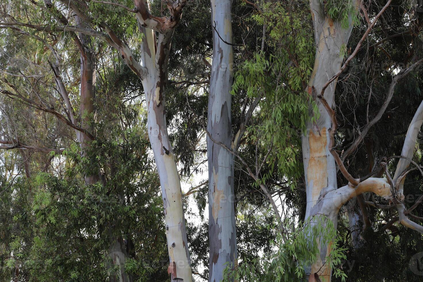 Dense eucalyptus forest in northern Israel. photo