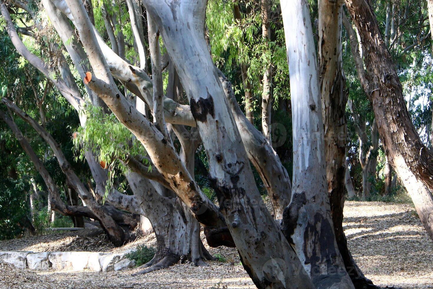 Dense eucalyptus forest in northern Israel. photo