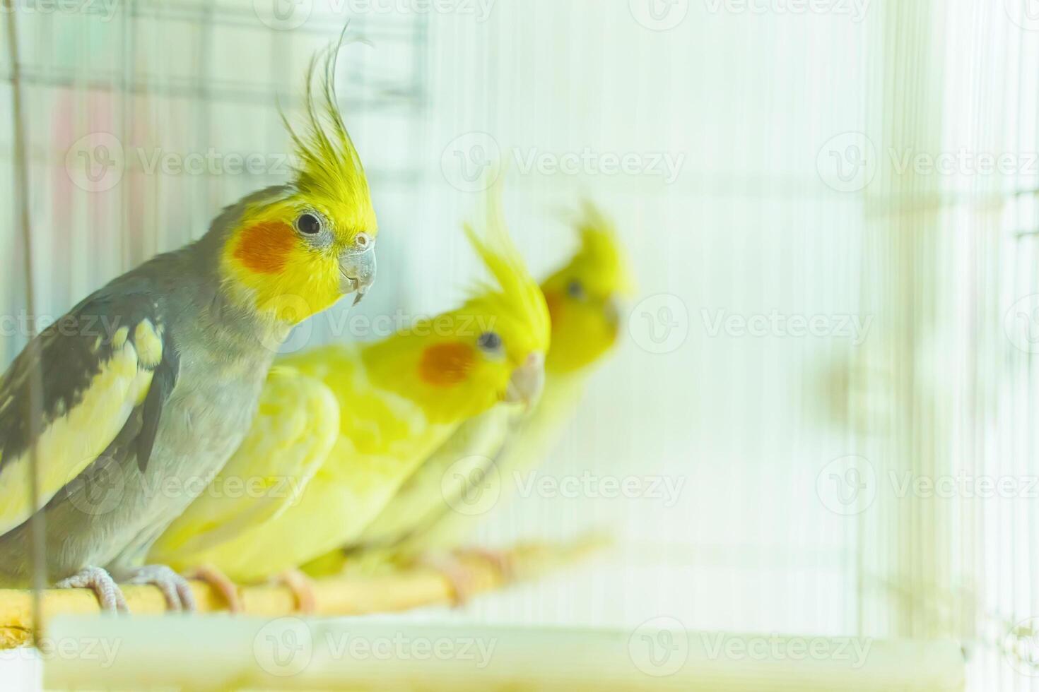 Group of parrot corrals sit and swing in a cage photo