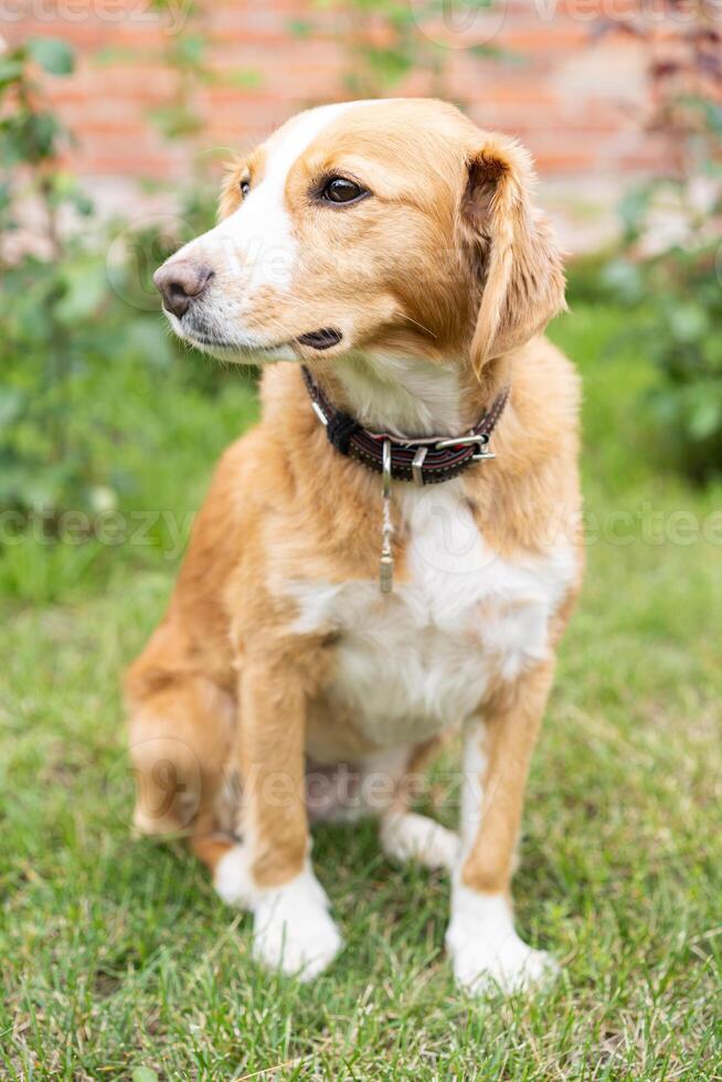 Beautiful white ginger dog sits on green grass. pets love, animal life. photo