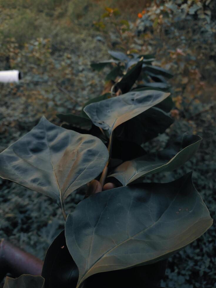 bougainvillea plant leaves. Plant tree in the garden. Closed up photo
