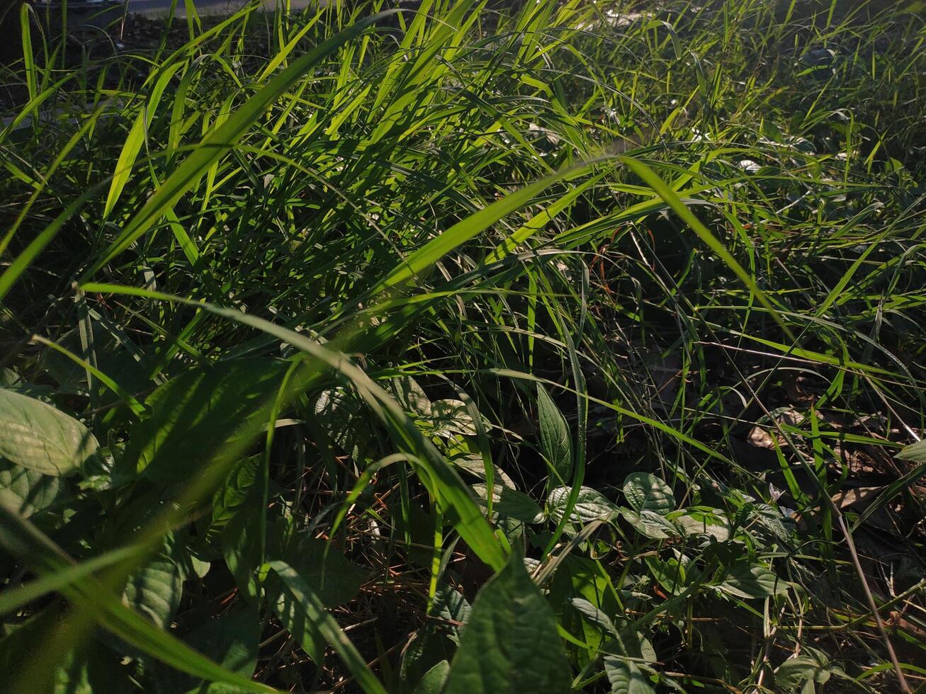 the green grass is a bit dark. Background,Place for text photo