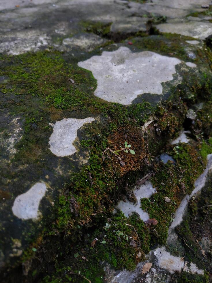 Close up, The green moss growing in the cracks of the cement floor photo