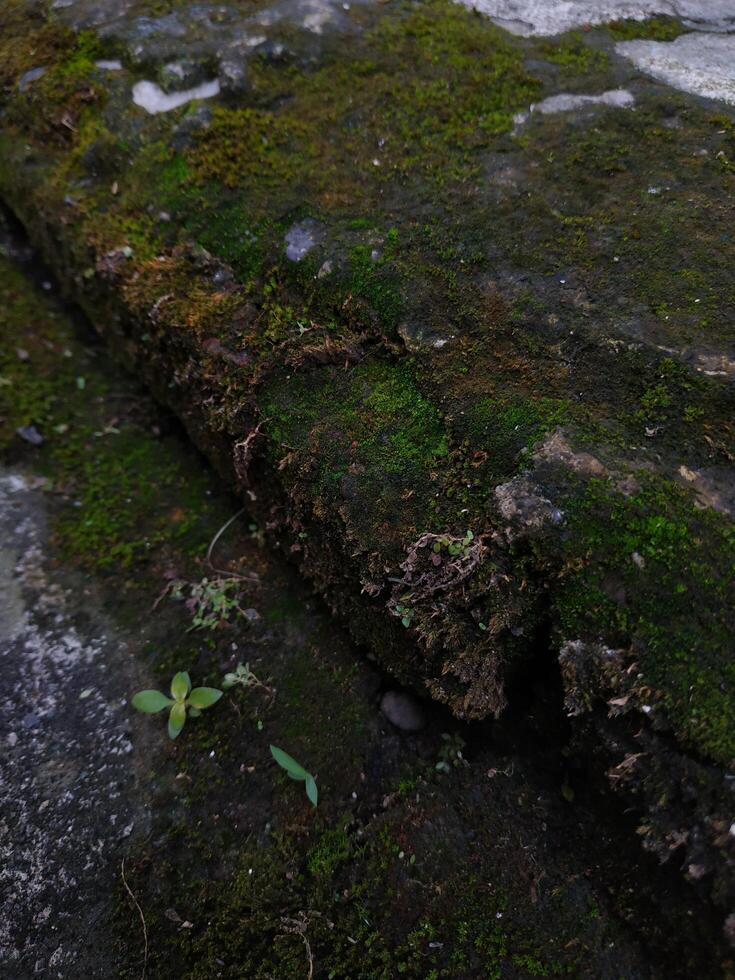 Close up, The green moss growing in the cracks of the cement floor photo